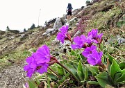 57  Primula glaucescens scendendo dalla vetta del Cancervo